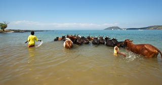 Le lavage de zebu à Nosy Be | Nosy Be 360 | Madagascar Le lavage de zebu à Nosy Be